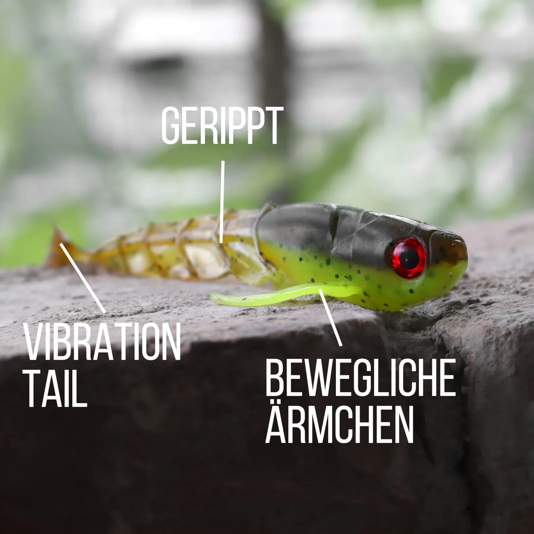 senshu-grundola-gummifisch