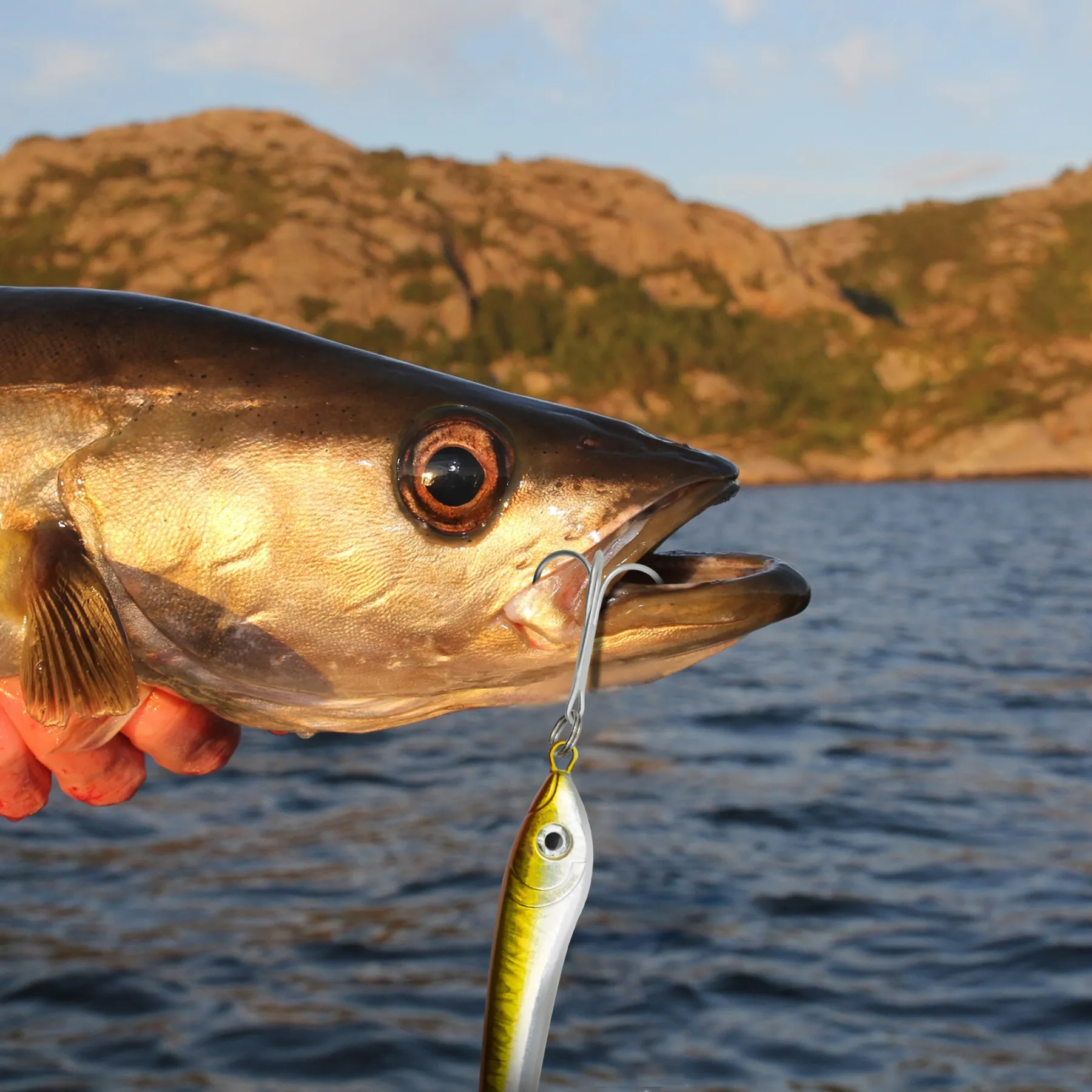 team-deep-sea-bull-head-pilker